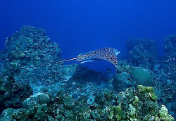 The Spotted Eagle Ray, hard to get close to, but they are... by Steven Anderson 